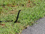 Snake encounter on the Chattahoochee